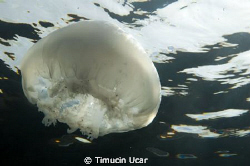 It was taken from the northern cyprus. 2010 by Timucin Ucar 